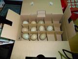 野鸡蛋盒